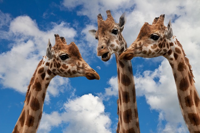giraffes talking
