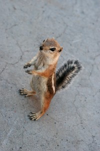 chipmunk