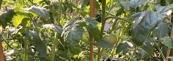 A tangle of tomato vines and stakes, with a few green tomatoes peeking out