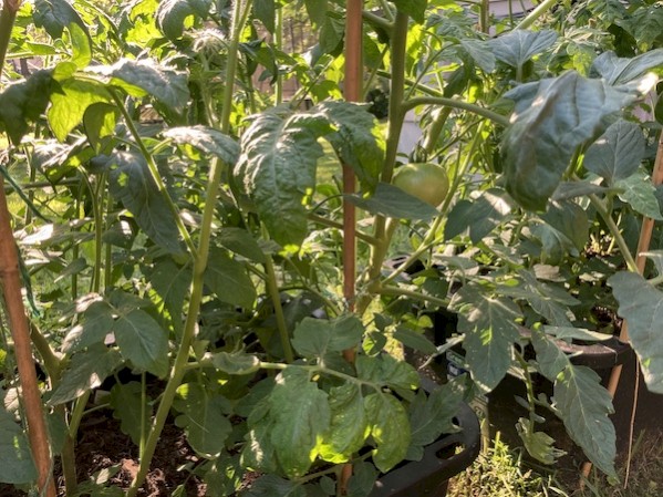 A tangle of tomato vines and stakes, with a few green tomatoes peeking out